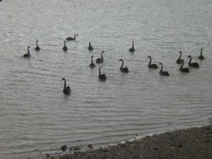 Cygne noir